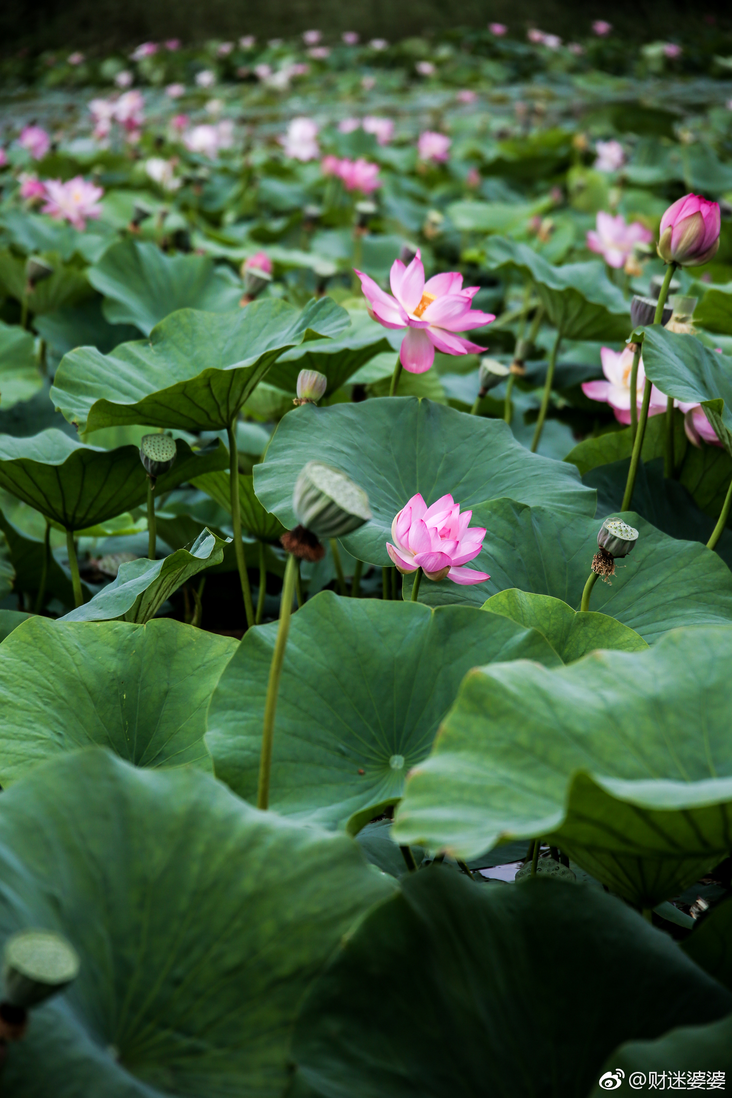 在五大连池偶遇荷花突然的一阵雨水让我停留在这片荷塘边听雨打荷