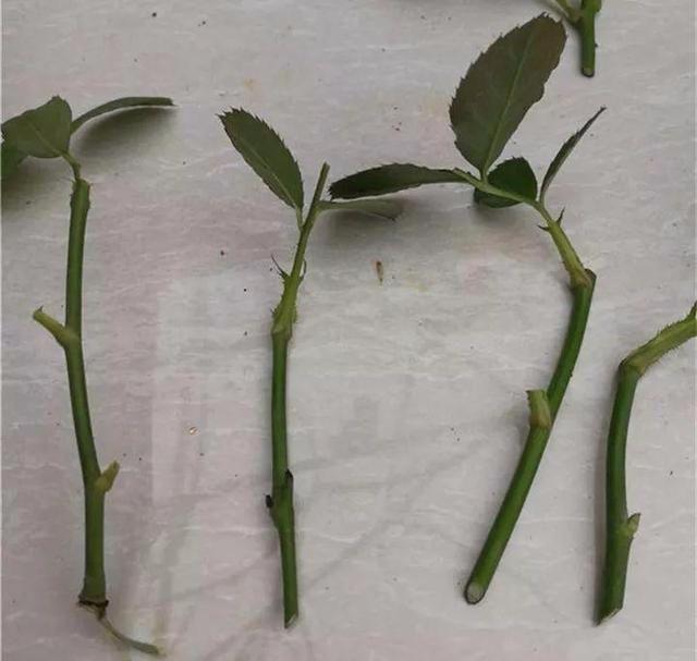 这花现在赶紧扦插插上就能活错过了得等明年