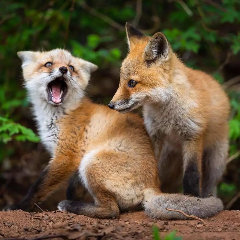 萌萌哒小奶狐,太可爱了!快来抱一下