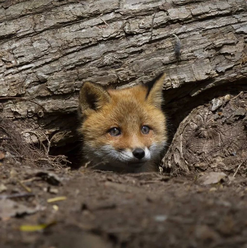 萌萌哒小奶狐,太可爱了!快来抱一下