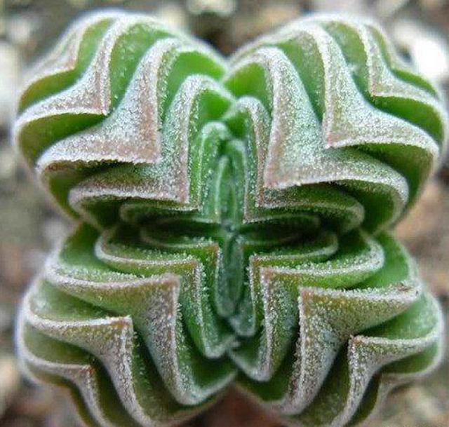 这7种多肉一定不要买看看它们长大后的样子