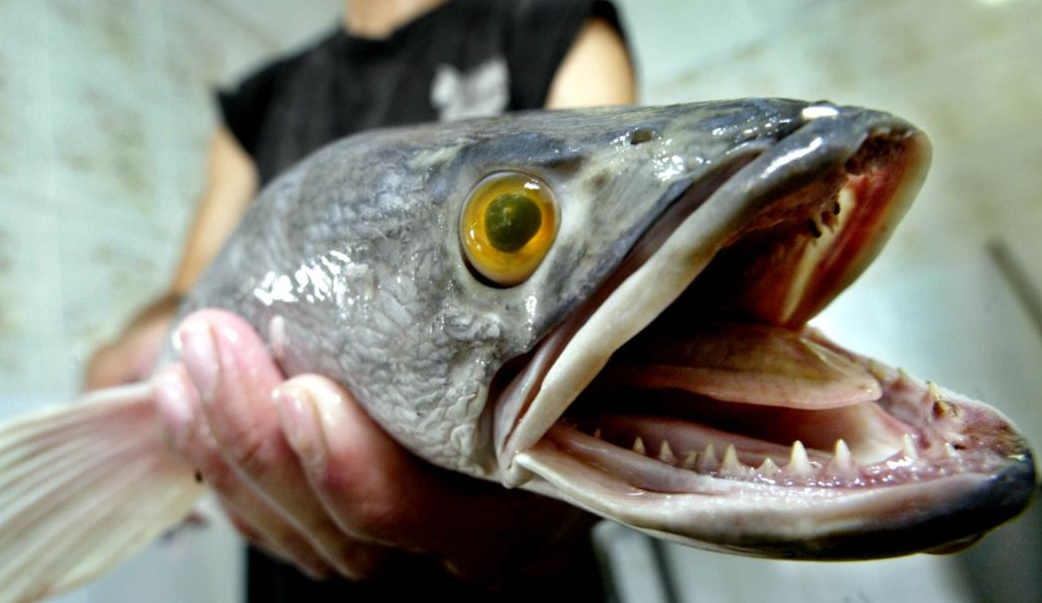 外来入侵物种让外国人头疼中国吃货表示只有饲养它们才能延续