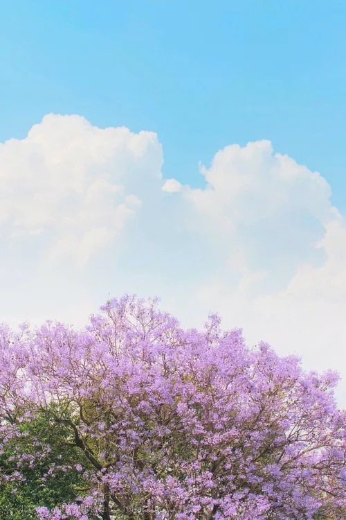 昆明这些随手出大片的蓝色梦幻花海,竟然统统不要钱!