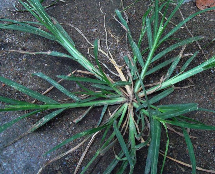 牛筋草有甚么效用以及作用得多人都不晓得赶忙看看吧