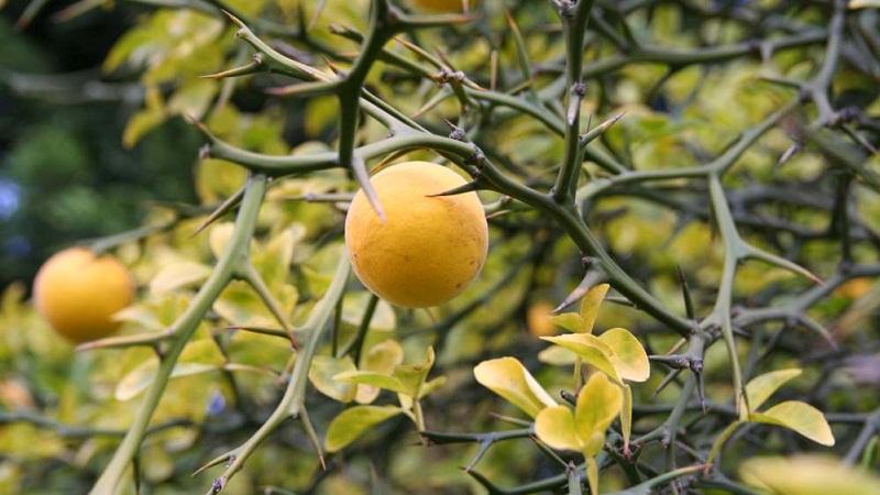 农村这种"狗调头",贼见了就跑,果实没人敢吃,却能化痰