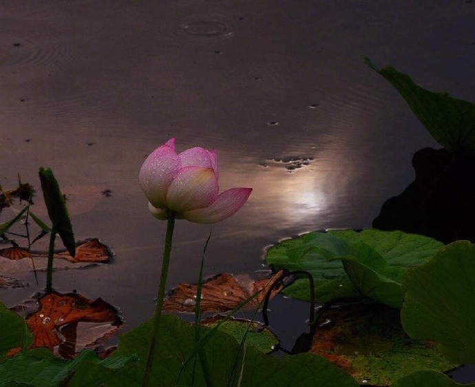 月下薄雾影昭昭,荷花荷叶尽窈窕