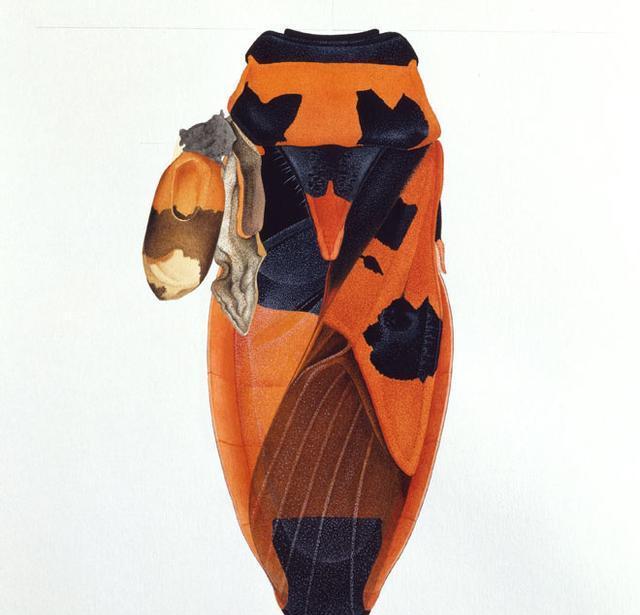 畸形,颜色呈褐色,其他脚看上去非常僵硬并且不整齐,长喙上则出现黑斑