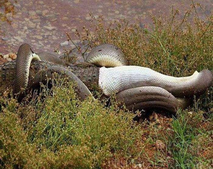 鳄鱼|蟒蛇|肚子_新浪新闻