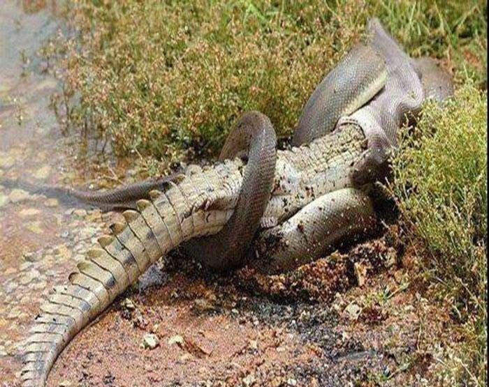 鳄鱼|蟒蛇|肚子_新浪新闻