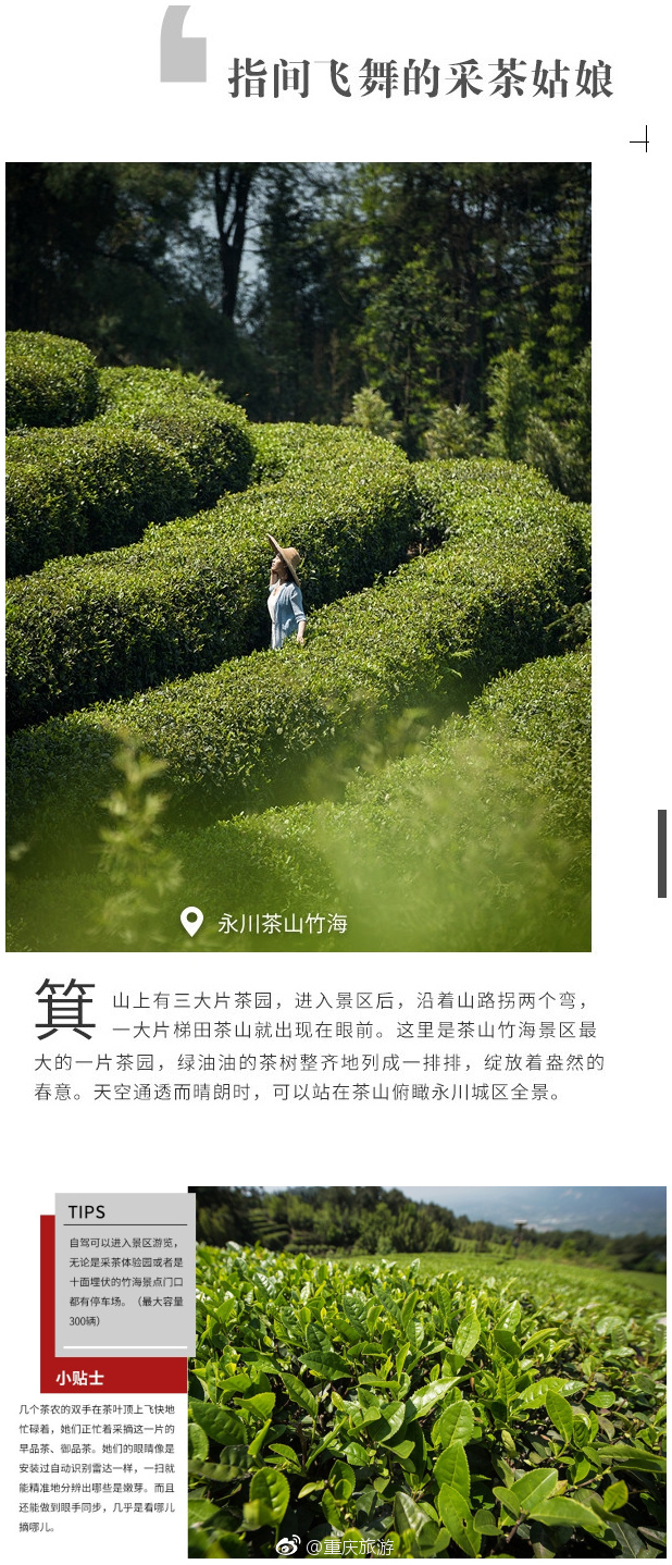 本期和茶系美女 绕过茶山,深入竹海_新浪看点