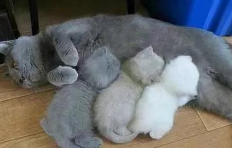 主人上班,两只猫在一起,生出3只小猫,走近一看让人笑喷了