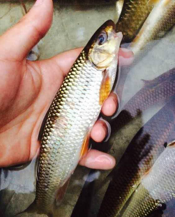 农村河里的7大野味,图2繁殖速度快,图6是下酒的上品