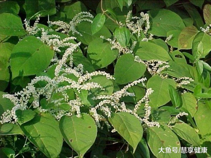 研究者也陆续在葡萄,石榴,蓝莓甚至花生等植物中发现了白藜芦醇的存在