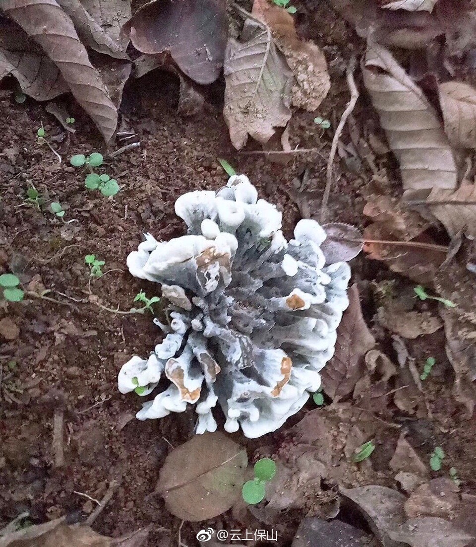 这种野生菌你们地方方言叫什么|野生菌|保山|漫山遍野_新浪新闻