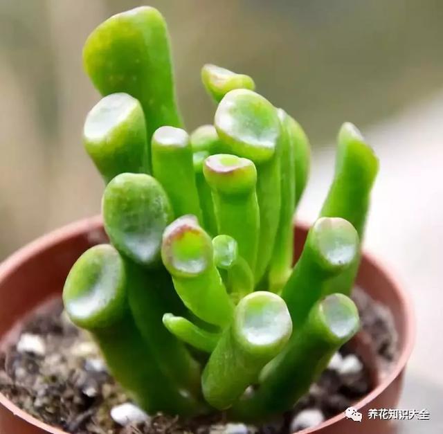 八种植物能旺财旺宅(10种最旺宅的植物家里养这些植物财运好参考之家)