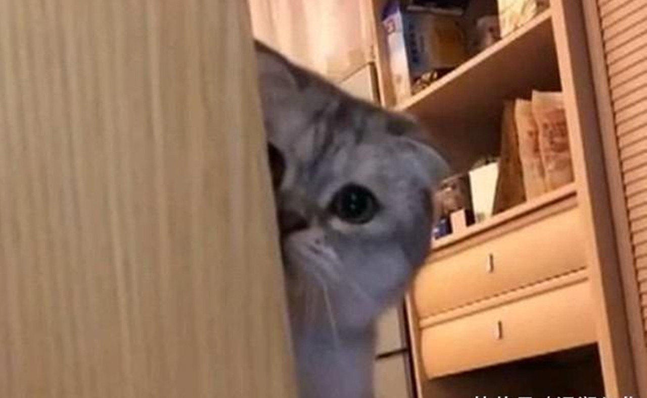 朋友花200元买了一只猫带回家发现猫总喜欢偷看