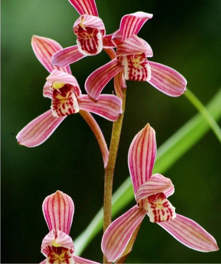 川产建兰满堂红集型色味一体花开共赏