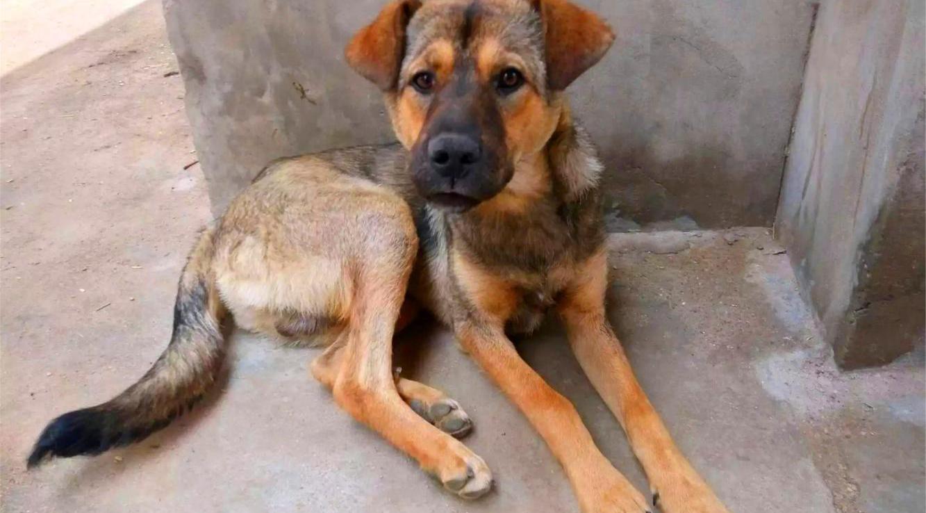 人们都很喜欢养外国犬为什么对中华田园犬嗤之以鼻