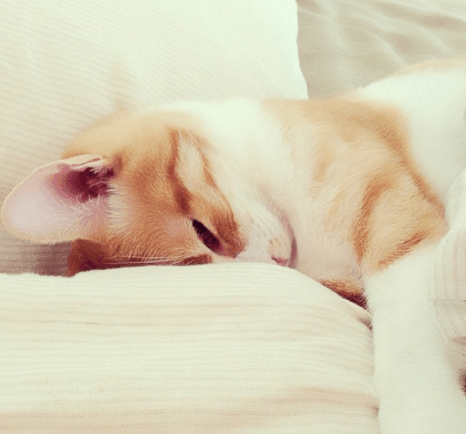 在 instagram上看到,一只萌嘟嘟的小喵~~~ 它的一套日常写真,水彩画一