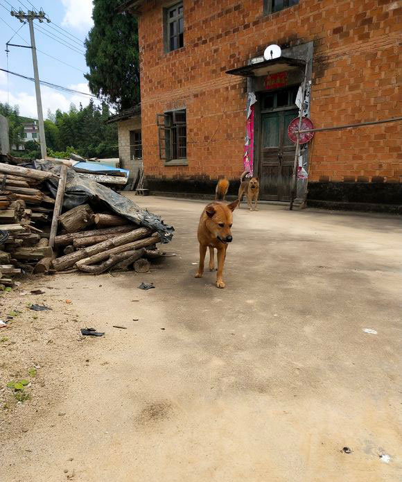 中华田园犬还是回归到田园最好,山村的狗就是不一样!