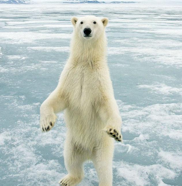 瞧你那熊样! 北极熊抬起前腿呈站立姿态!