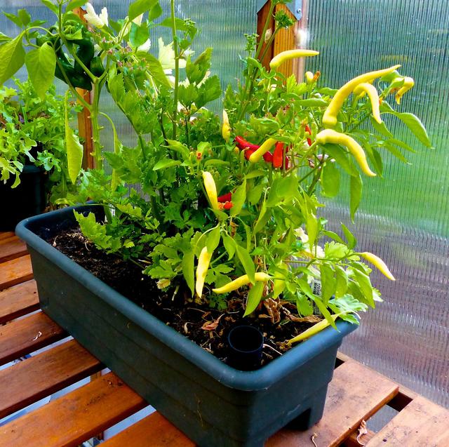 家里用剩的剩菜也可以培养成盆景?实在是太有才了!