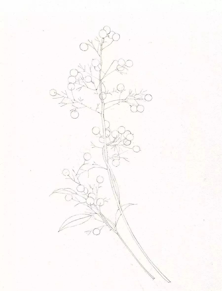 绘画教程晶莹剔透的南天竹水彩画法