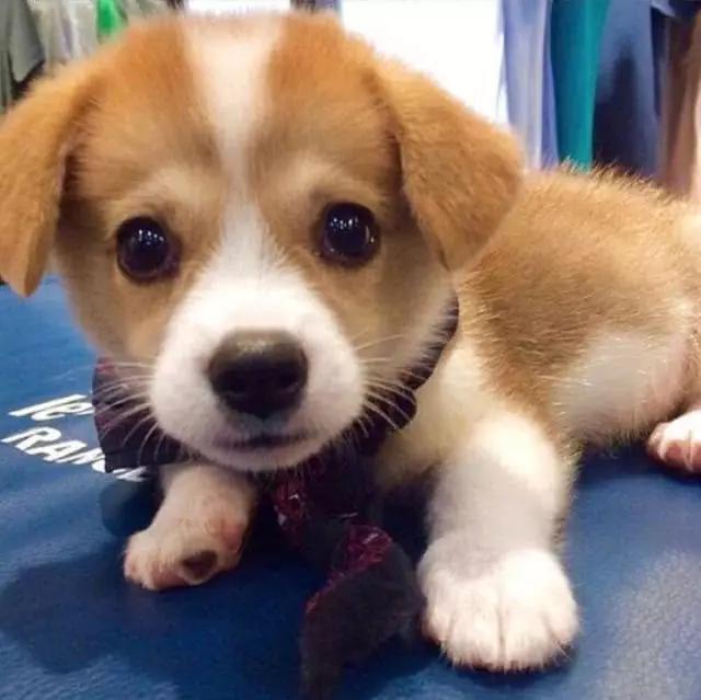 短腿柯基,小时候萌萌哒的样子,真是可爱极啦!