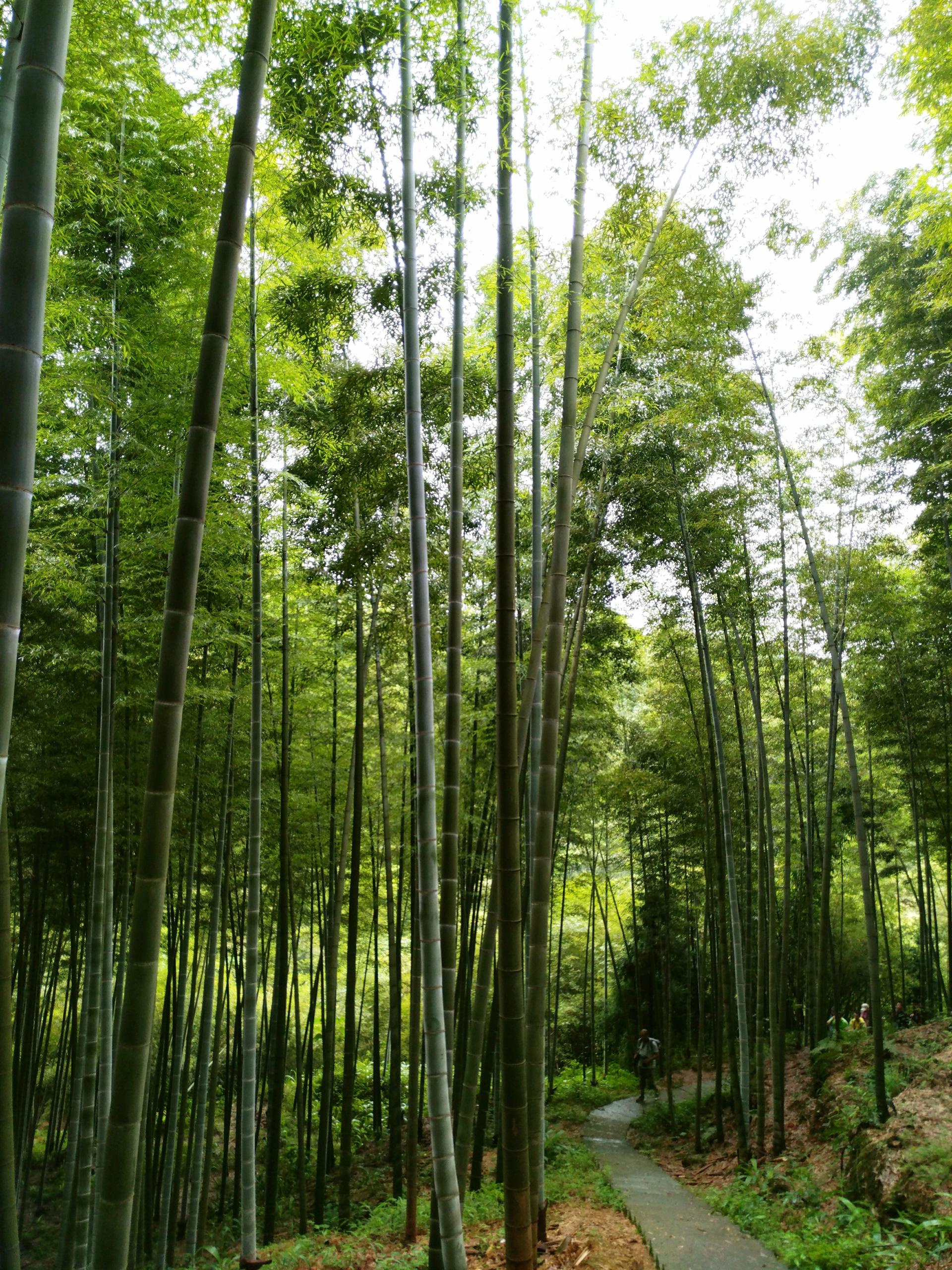 这里翠竹如海,碧涛起伏,这里竹品种达到两百多种,竹林里各种鸟儿翻飞