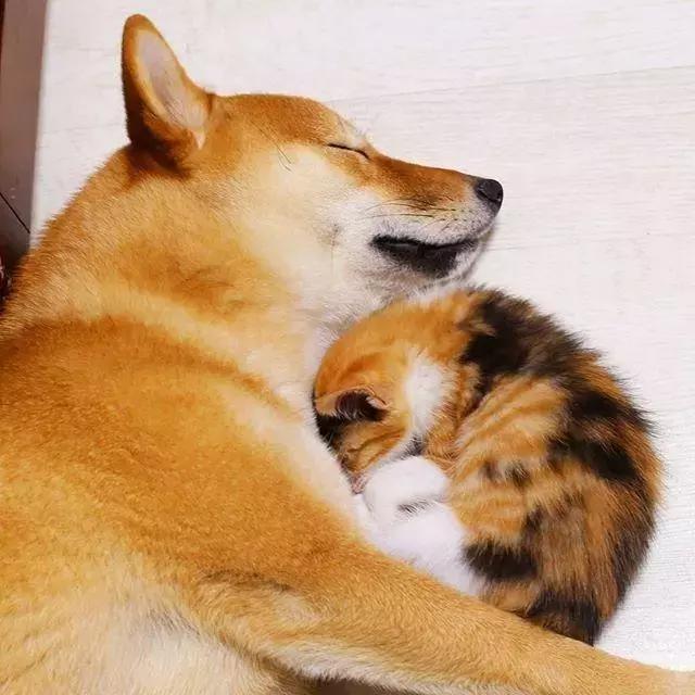 柴柴和猫咪的宠溺日常