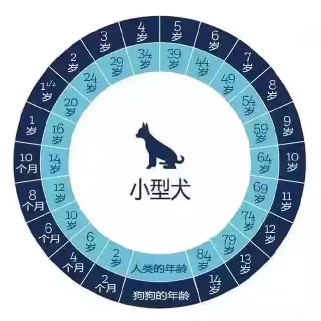 狗狗全面的年龄换算关爱从懂得年龄开始