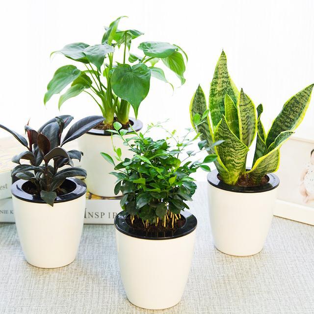 6款最适合在家里养的盆栽,不仅好看耐养还给家里人带来健康