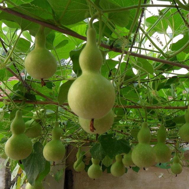 阳台上种出小葫芦天然绿色窗帘平安发财