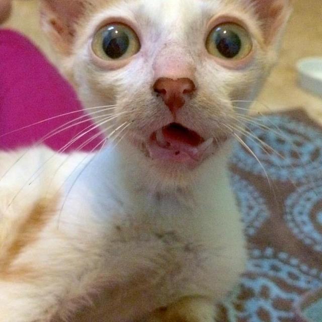 一只受伤破相的猫丑被认为没希望了,但有人偏不信将它养到很萌