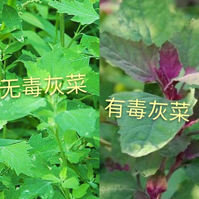 免疫力|灰菜|旷野_新浪新闻