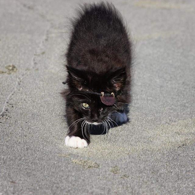 可怜又可爱的海盗猫刀疤有着跟名字不符的萌萌脸