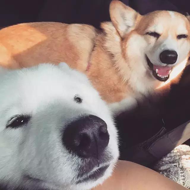 萨摩耶和柯基同时养,是捣乱个天翻地覆还是治愈能力翻倍?