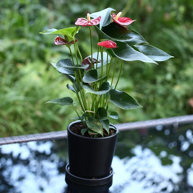 养花大咖采访说漏嘴!只需往盆栽滴几滴"黄金液体",疯长开爆盆