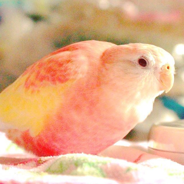 这秋草鹦鹉也太少女了蜜桃西柚口味的867676767