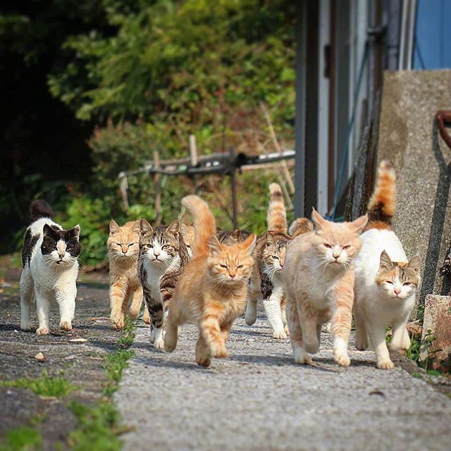 社会猫这是我见过气场最强的猫了