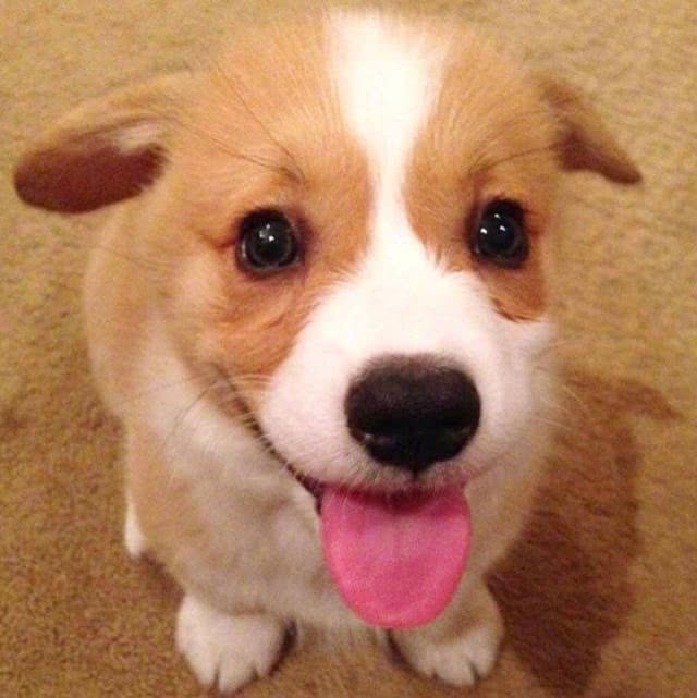 短腿柯基,小时候萌萌哒的样子,真是可爱极啦!