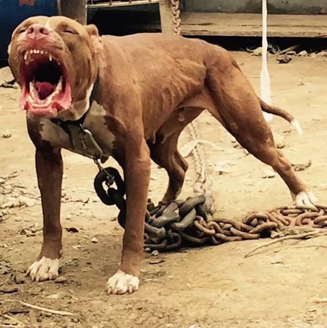 杜高犬和比特犬单挑,谁厉害?