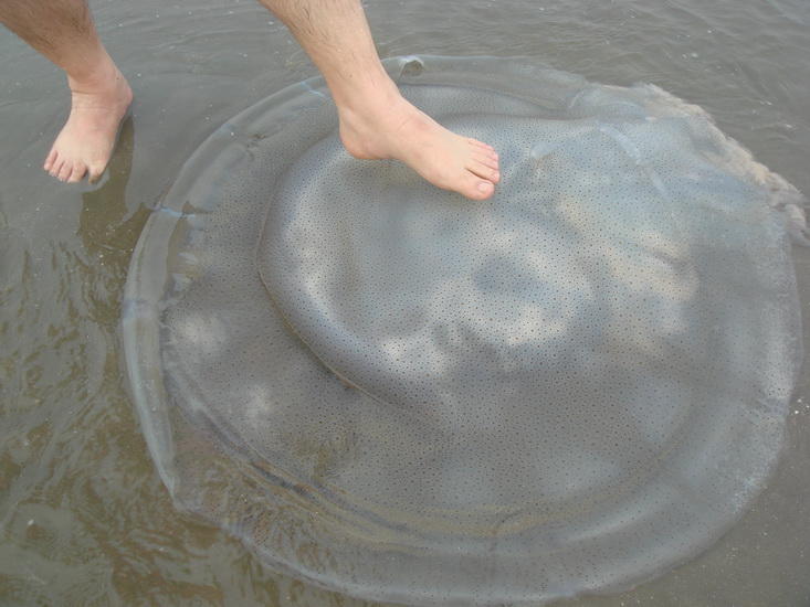 透明的海蜇,只是孩子的玩具,讨海人总是忽略它的价值