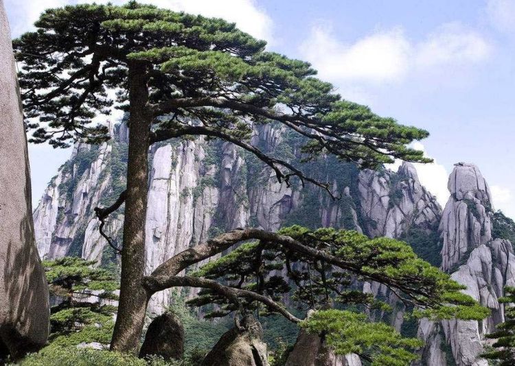黄山著名的迎客松,一个姿势保持800年,竟被人质疑是假树?