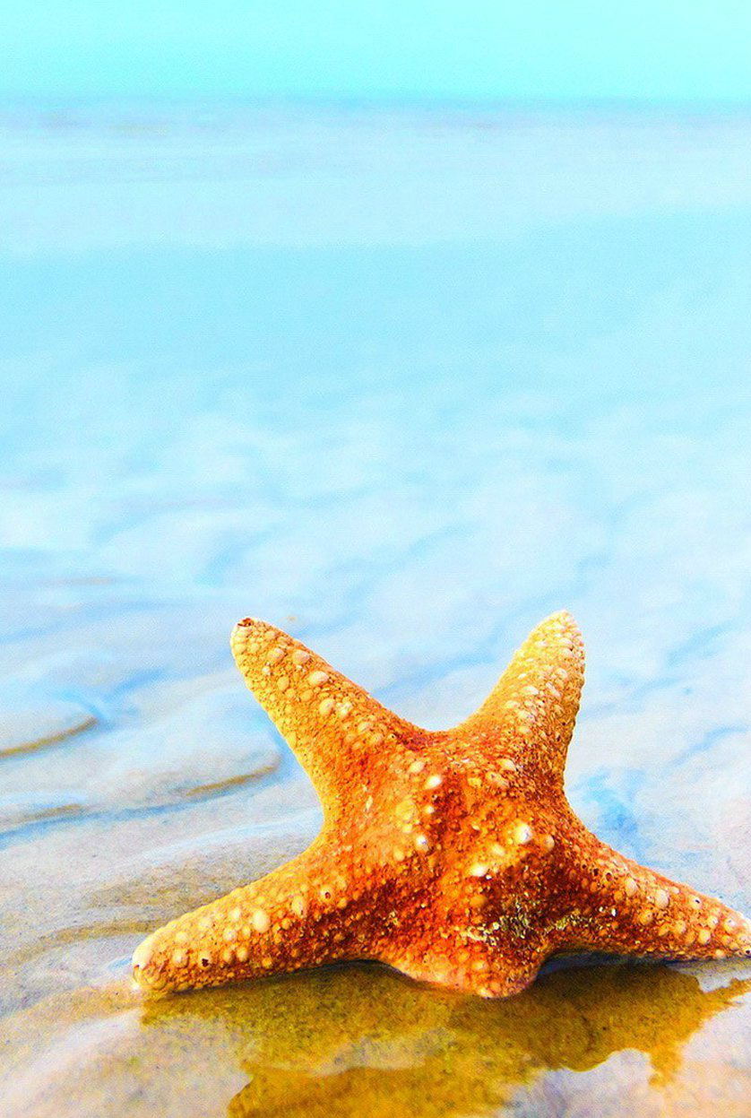 唯美海星安卓图片