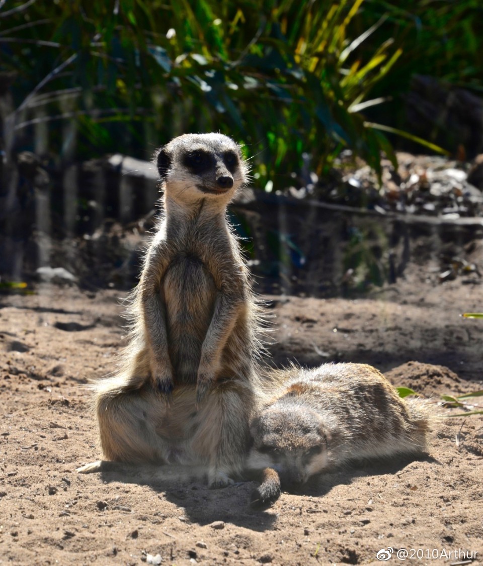 可爱的狐獴,狮子王里的丁满,这专注的样子也太萌了吧.|丁满|獴|狮子王