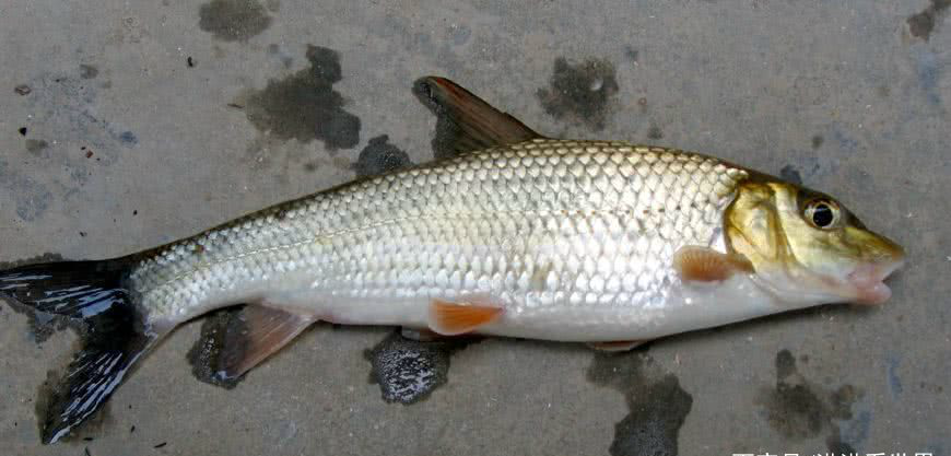 第一种:苦花鱼是我们乡下民间叫法,由来已久,乍一看似乎有点像是草