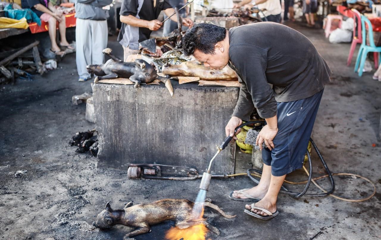 在这个菜市场,狗,蝙蝠,老鼠和猴子等动物被当场宰杀,而后整只烤,烤好