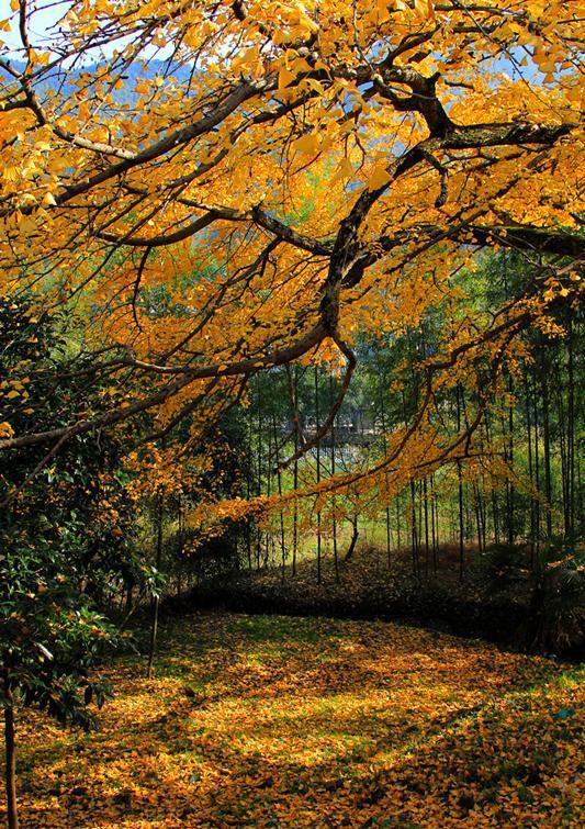 而秋天,银杏的黄,枫叶的红,形成指南村最壮丽的风景,这也是指南村成为
