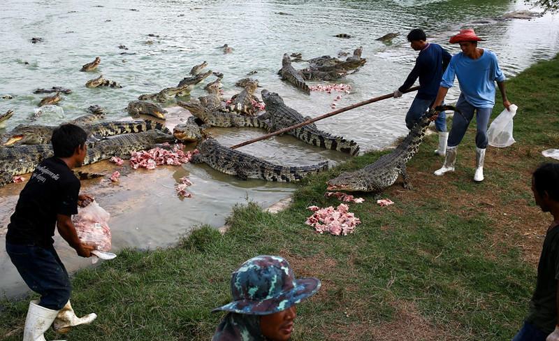 这些鳄鱼遭到疯狂捕杀然后成为有钱人钟爱的天价商品